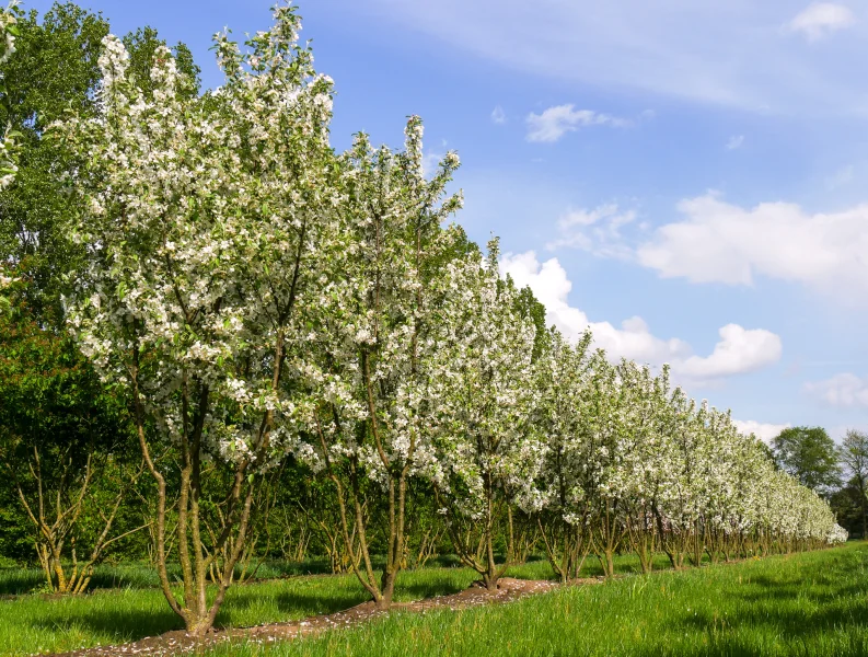 Malus Evereste H200-250-300-350-400MO