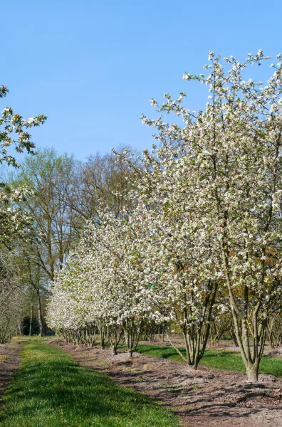 Malus Evereste H300-350-400MO