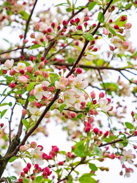 Malus Evereste Bloemdetail