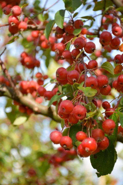 Malus Evereste Vruchten